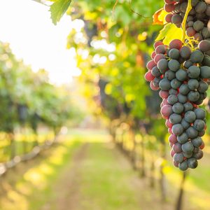 grape harvest Italy