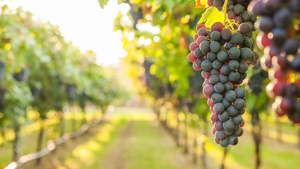 grape harvest Italy